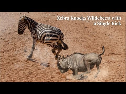 Mean Zebra Knocks Wildebeest with a Single Kick