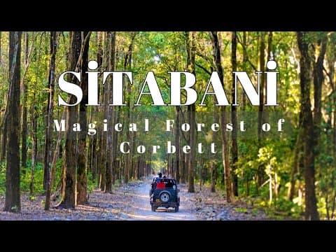 Corbett Safari | Sitabani zone review | Ancient Sita Mata Mandir #Corbett