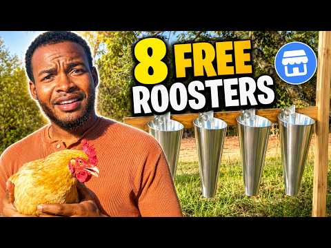 I Turned 8 Free Facebook Roosters Into Food