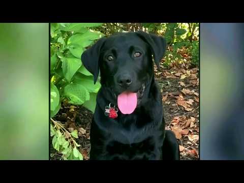 Le imputan cargos de crueldad animal por muerte de un perrito