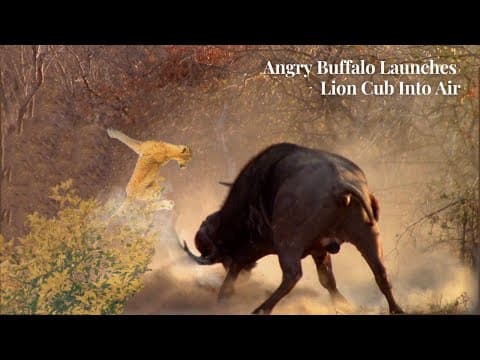 Young Lion sends  Somersault Through the Air