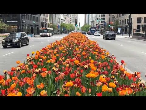 Florecen los tuilpanes en Chicago