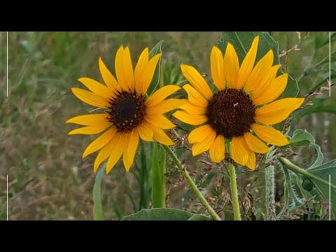 Moto Razr Fold 2026 | These cameras are just so good!