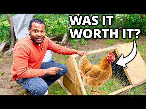8 Months With Backyard Chickens: Was It Worth It?