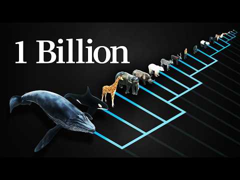 Why does every mammal get 1 billion heartbeats in their life?