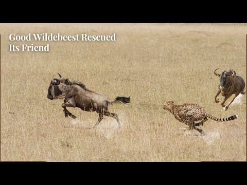 Wildebeest Rescued Its Friend