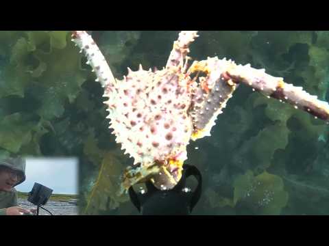 this drone can hunt for crab underwater (robotic fishing)