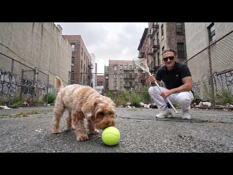 The Worst Dog Park In New York City