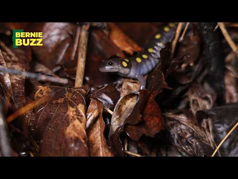 A Night of Helping Frogs and Salamanders