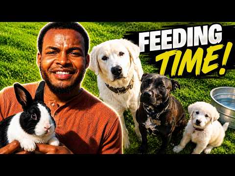 How I Made "Unlimited" Dog Food for $0